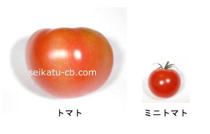 トマトとミニトマトの画像