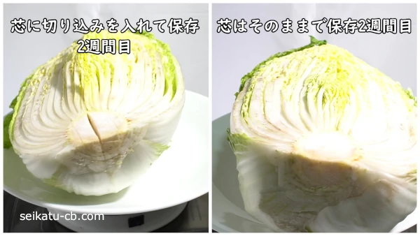2週間保存した芯に切り込みを入れた白菜と芯そのままの白菜の横から見た断面を比較