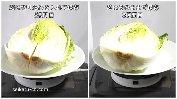 芯に深く切り込みを入れた白菜と芯そのままの白菜の横から見た断面の2週間での変化を比較