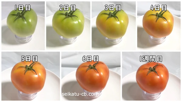 常温保存した青いトマトの1日目から1週間目までの変化