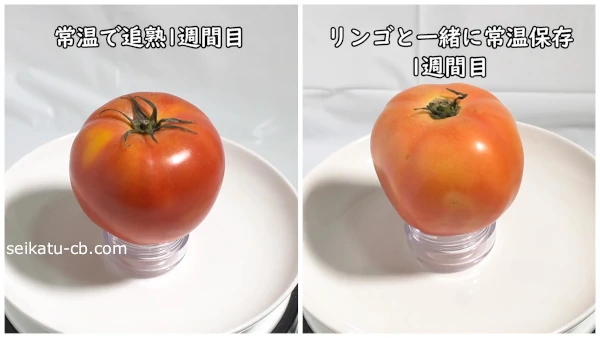 1週間常温で追熟した青いトマトと1週間リンゴと一緒に常温で追熟した青いトマトを比較
