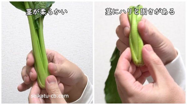 茎がしっかりと固い小松菜と茎が柔らかい小松菜
