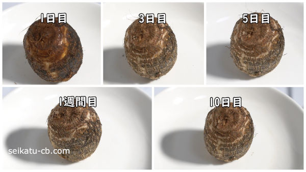 そのまま保存した里芋の1日目と3日目と5日目と1週間目と10日目の違い