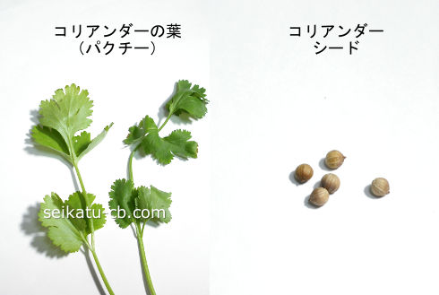 コリアンダー・パクチーの葉と種子の画像