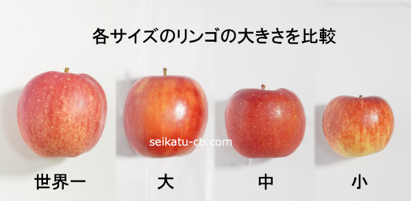 各サイズのりんごの大きさを比較