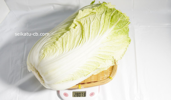 大（L）サイズの白菜1個・1玉の重さは2807.3g