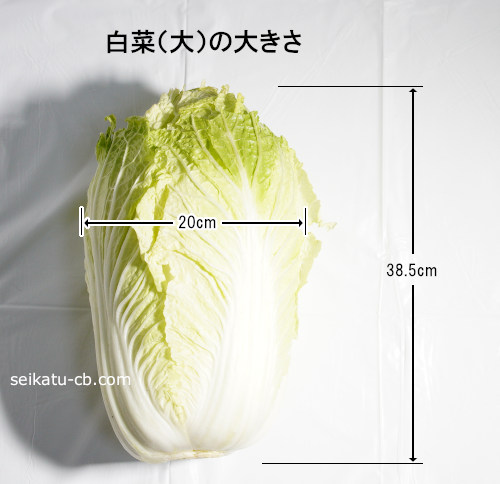大（L）サイズの白菜の大きさ