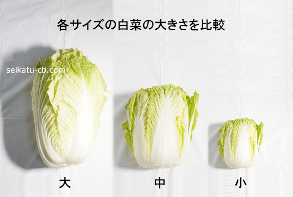 各サイズの白菜の大きさを比較