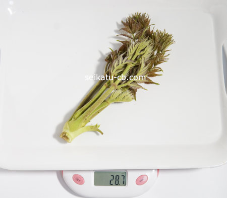 タラの芽（特大）1本の重さは28.7g