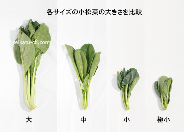 小松菜を大・中・小・極小の順に並べて大きさ比較