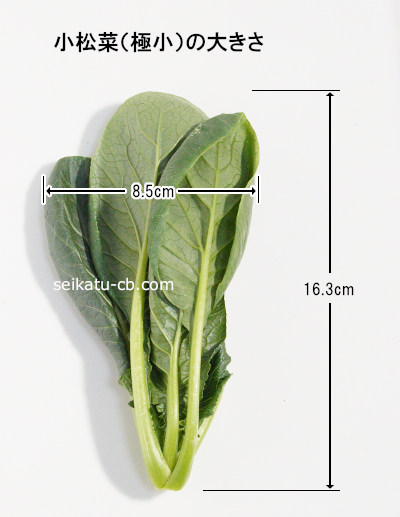 極小（2S）サイズの小松菜1株の大きさ