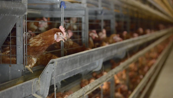 ¥±¡¼¥¸»ô¤¤¤ÎÄíÌä