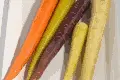 橙、白、黄色、紫、カラフルにんじんは色で味も違うのか検証してみたら意外な結果に！
